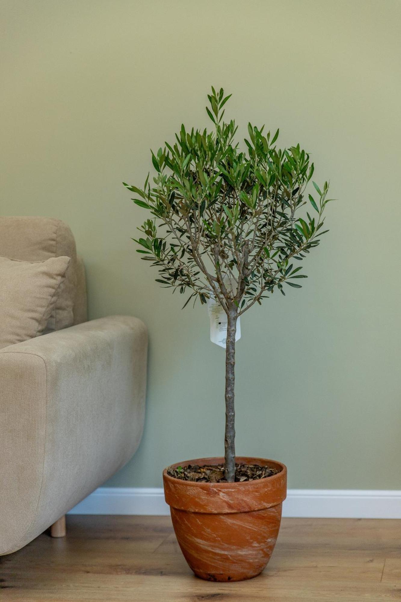 קלוז'-נאפוקה Ophir Apartment Central מראה חיצוני תמונה