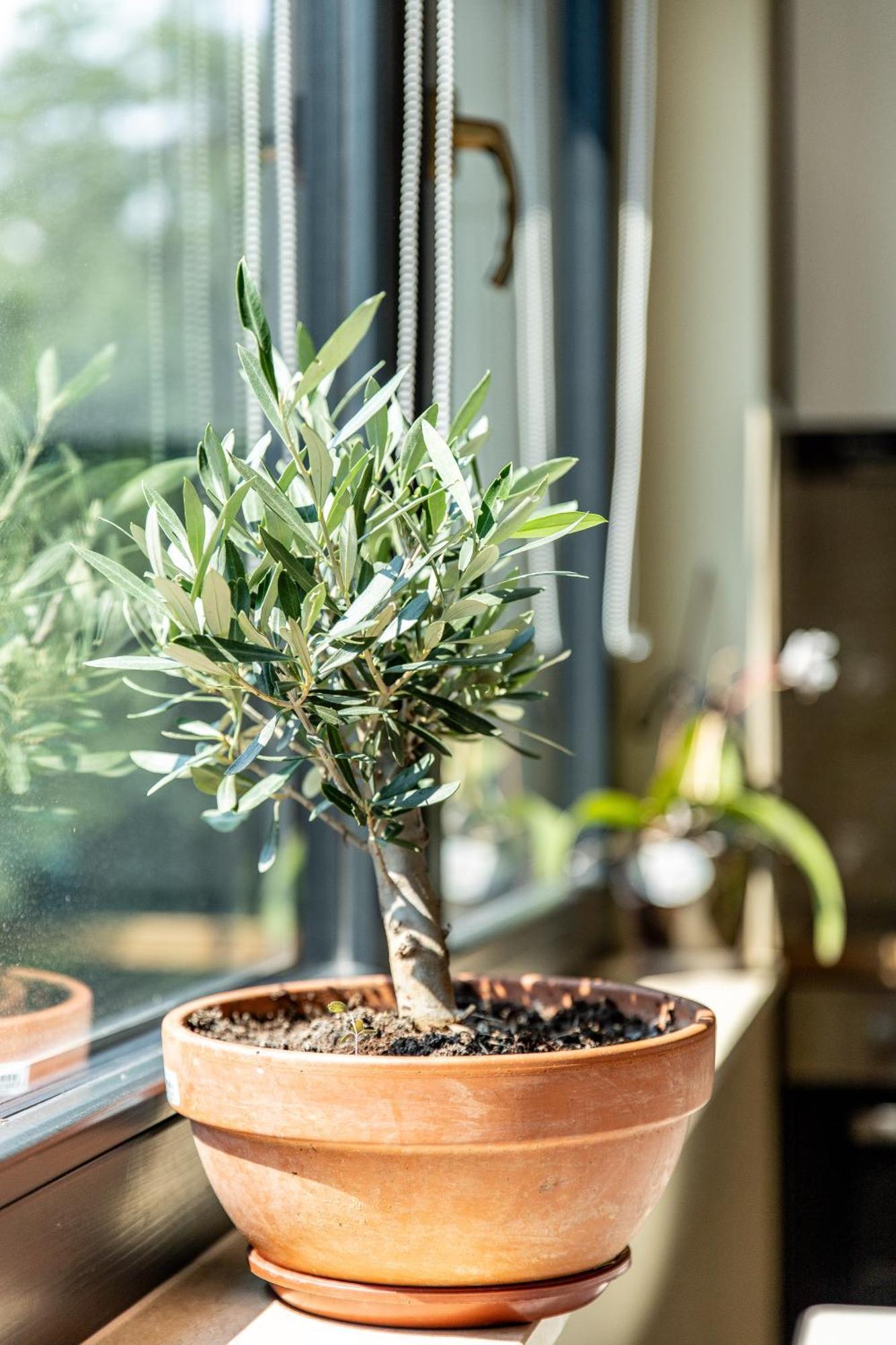 קלוז'-נאפוקה Ophir Apartment Central מראה חיצוני תמונה