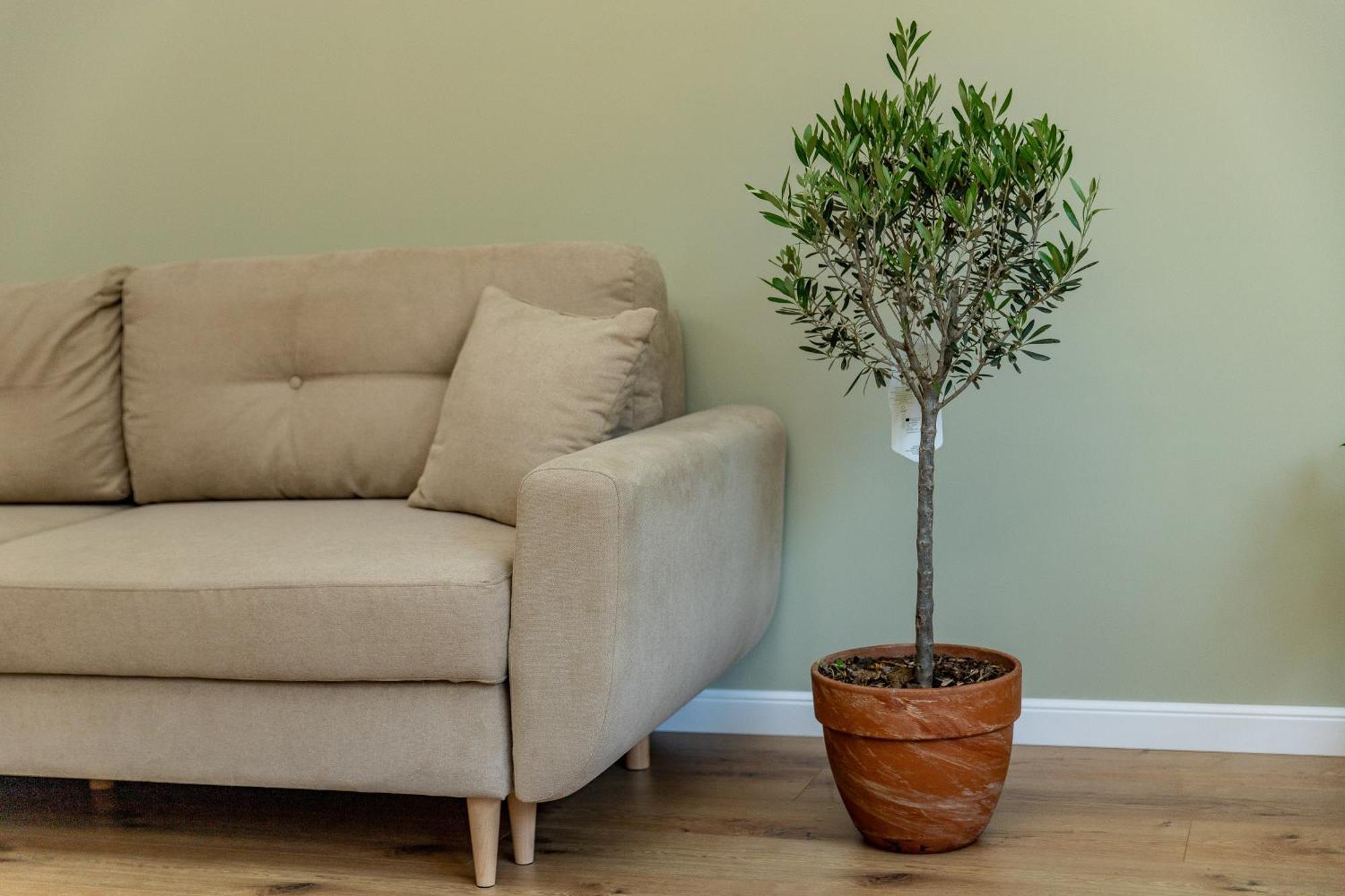 קלוז'-נאפוקה Ophir Apartment Central מראה חיצוני תמונה
